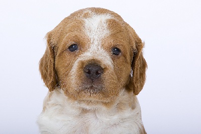 Visite d'un photographe professionnel envoyé par Royal Canin