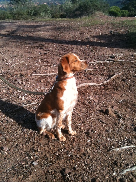 les chiots ont grandi