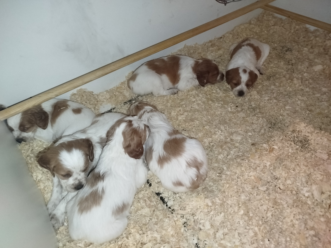 Chiot Epagneul Breton d'Alpha Umi Et Sigma Oct
