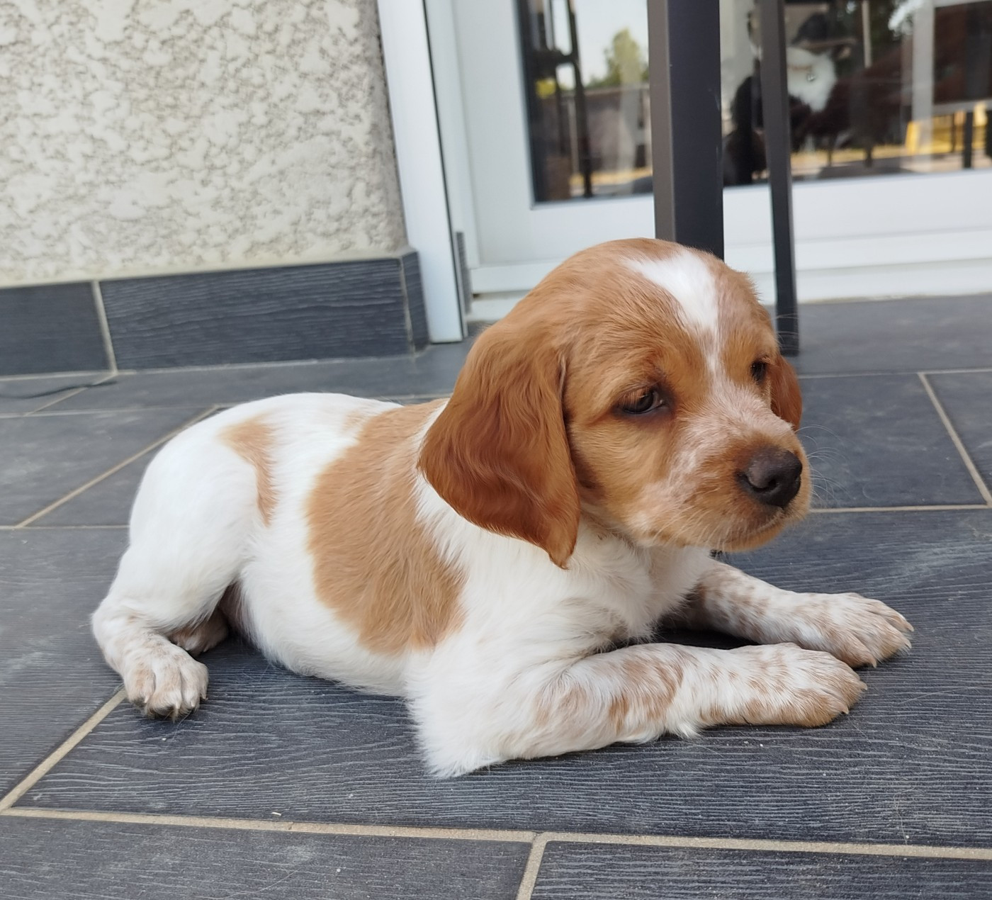 d'Alpha Umi Et Sigma Oct - Chiots disponibles - Epagneul Breton