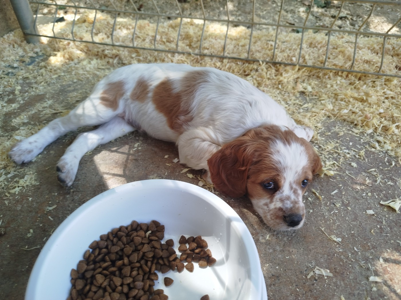 d'Alpha Umi Et Sigma Oct - Chiots disponibles - Epagneul Breton