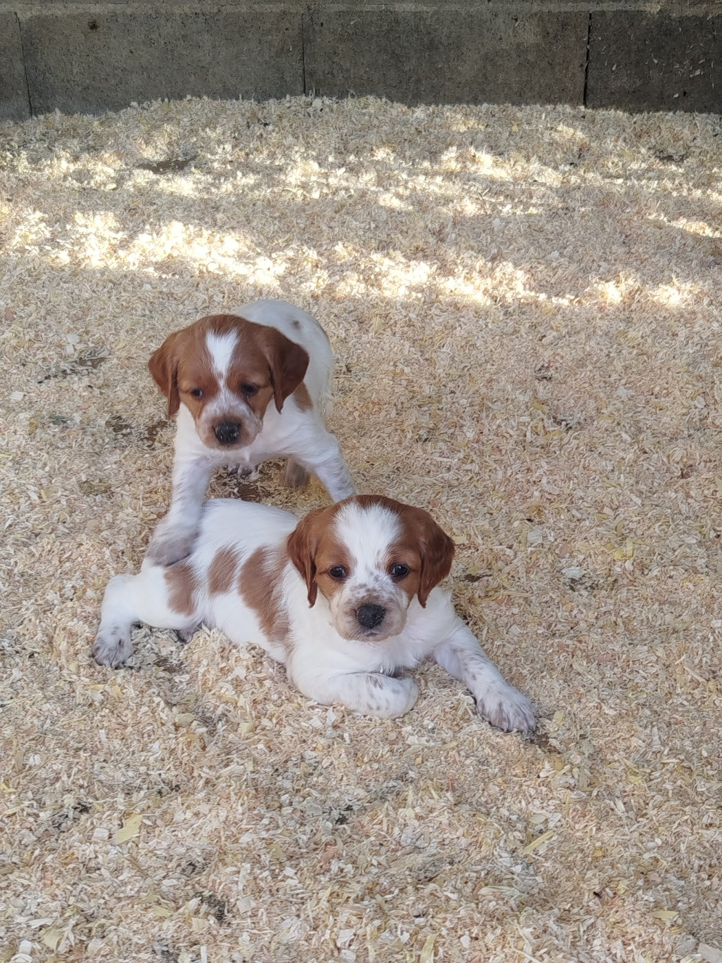 d'Alpha Umi Et Sigma Oct - Chiots disponibles - Epagneul Breton