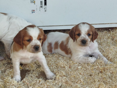 Chiot N°4