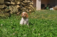 CHIOT
